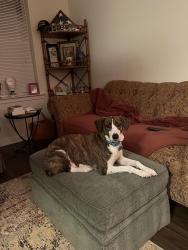 Lost Male Dog last seen course 2, Pinehurst, NC 28374