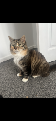 Lost Female Cat last seen Gotten out of kitchen window between 2-4am, South Gloucestershire, England BS16