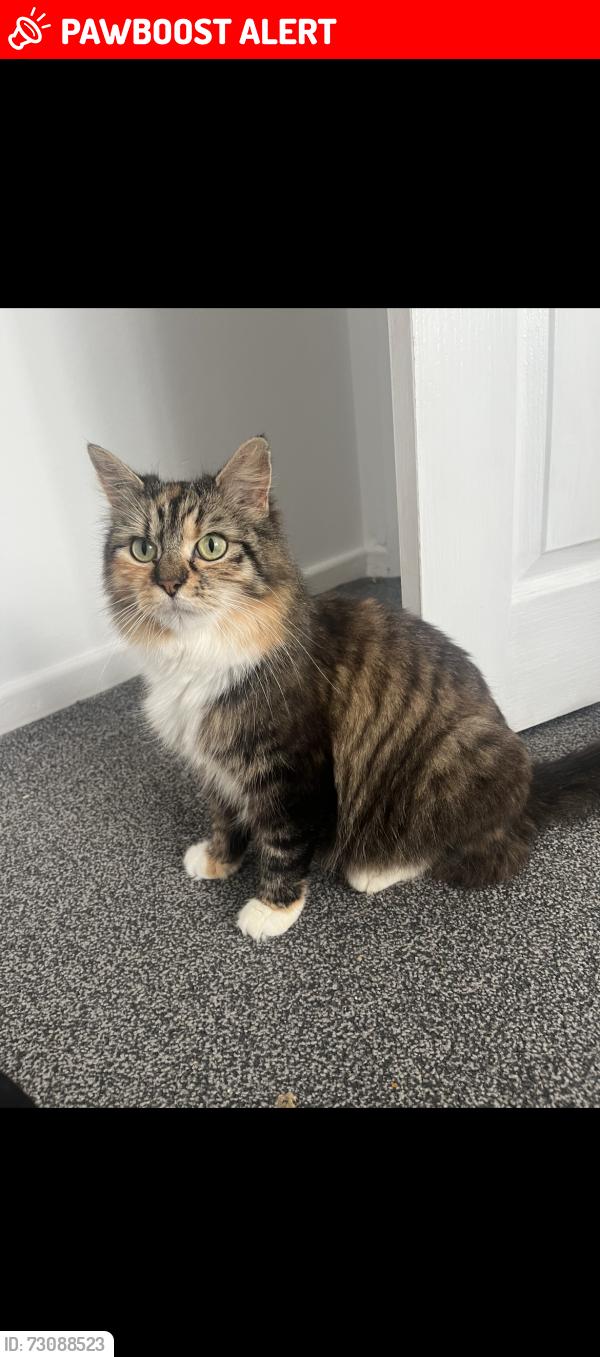 Lost Female Cat last seen Gotten out of kitchen window between 2-4am, South Gloucestershire, England BS16