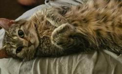Lost Female Cat last seen Montague rd, Rockford, IL 61104