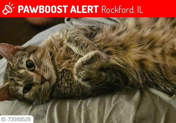 Lost Female Cat last seen Montague rd, Rockford, IL 61104