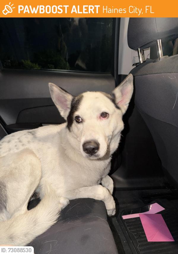 Found/Stray Male Dog last seen Cypress Park, Haines City, FL 33844