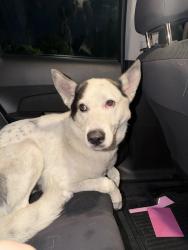 Found/Stray Male Dog last seen Cypress Park, Haines City, FL 33844