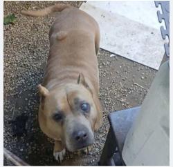 Reunited Female Dog last seen Abbot Kinney, Los Angeles, CA 90291