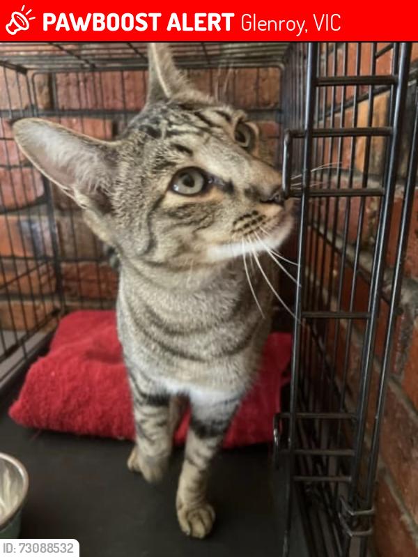 Lost Male Cat last seen Hartington St and Mitchell St in Glenroy, Glenroy, VIC 3046