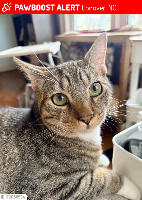 Lost Male Cat last seen 3rd st SE & Highway 70 near Conover Cemetery & downtown, Conover, NC 28613