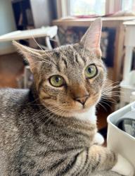 Lost Male Cat last seen 3rd st SE & Highway 70 near Conover Cemetery & downtown, Conover, NC 28613
