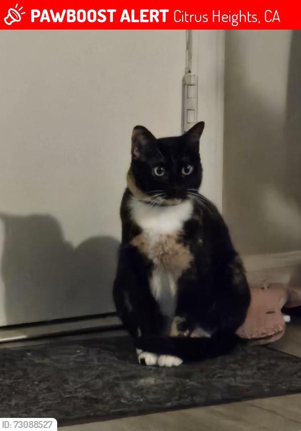 Lost Female Cat last seen Mariposa Ave, Sylvan/Auburn Rd, Citrus Heights, CA 95610