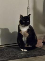 Lost Female Cat last seen Mariposa Ave, Sylvan/Auburn Rd, Citrus Heights, CA 95610