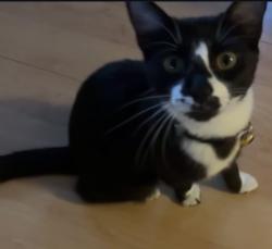 Reunited Female Cat last seen Alvin st, Mountain View, CA 94043, Mountain View, CA 94043