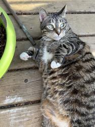 Lost Male Cat last seen mason st, grant st, summit st, wisconsin ave , Appleton, WI 54914