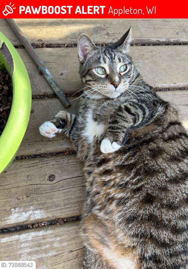 Lost Male Cat last seen mason st, grant st, summit st, wisconsin ave , Appleton, WI 54914