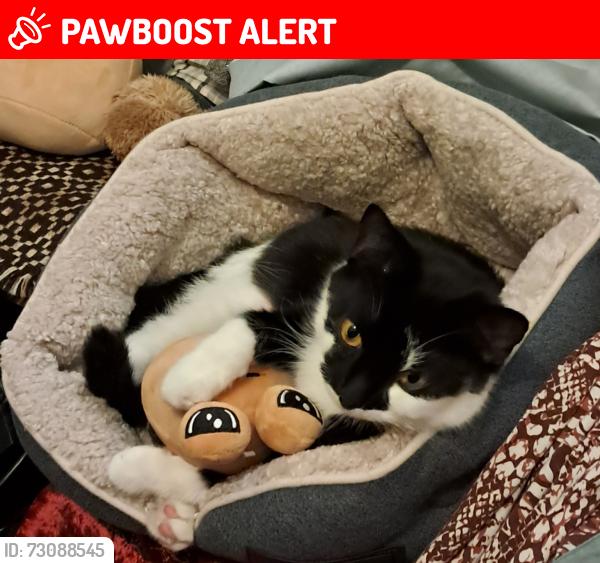 Lost Female Cat last seen Beckett road, Hampshire, England SP10