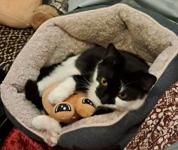Lost Female Cat last seen Beckett road, Hampshire, England SP10