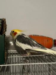 Lost Male Bird last seen Springwell, sunderland., Tyne and Wear, England SR3 4AX
