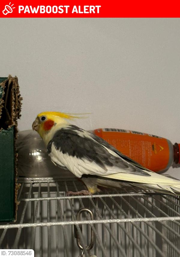 Lost Male Bird last seen Springwell, sunderland., Tyne and Wear, England SR3 4AX
