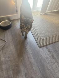 Lost Male Cat last seen At home, Meridian, ID 83646
