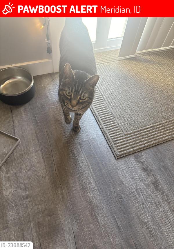Lost Male Cat last seen At home, Meridian, ID 83646