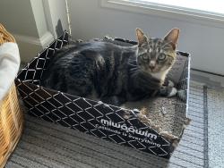 Reunited Male Cat last seen Near Fleet landing Blvd, Jacksonville, FL 32233