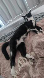 Reunited Male Cat last seen Cherington Road, Bristol BS10, Bristol City, England 