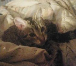 Reunited Female Cat last seen Conley and New Westminster, Vaughan, ON L4J 2T1