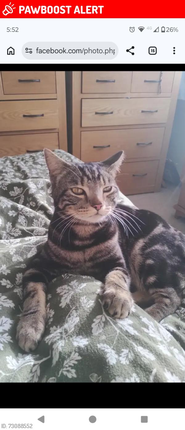 Lost Male Cat last seen Shakespeare avenue chapel lane, Staffordshire, England WS14 9BE