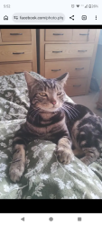Lost Male Cat last seen Shakespeare avenue chapel lane, Staffordshire, England WS14 9BE