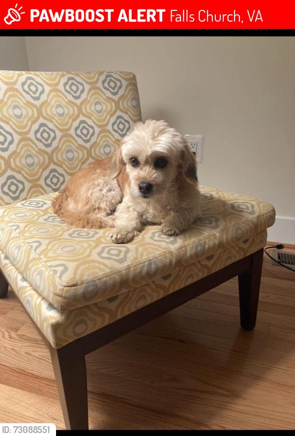 Lost Female Dog last seen Marshall St. between Chestnut and Carlton, Falls Church, VA 22042