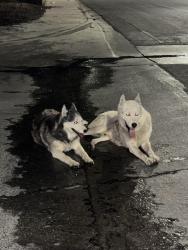 Found/Stray Unknown Dog last seen Dallaswood Ln & Black bush ln, Las Vegas, NV 89156