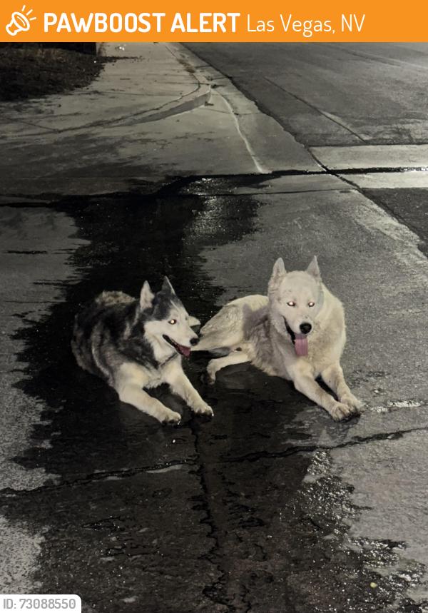 Found/Stray Unknown Dog last seen Dallaswood Ln & Black bush ln, Las Vegas, NV 89156