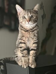 Lost Female Cat last seen Brighton Place, Pittsburgh, PA 15212