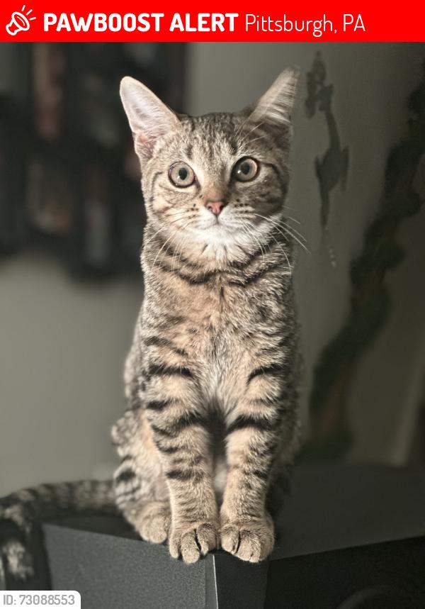 Lost Female Cat last seen Brighton Place, Pittsburgh, PA 15212