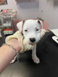 Shelter Stray Female Dog last seen Bexar County, 3353 Morningside Dr, New Braunfels, TX 78132, USA