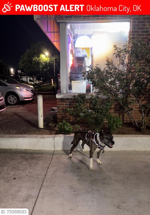 Lost Female Dog last seen By Vasa Fitness and Mazzios Pizza, Oklahoma City, OK 73107