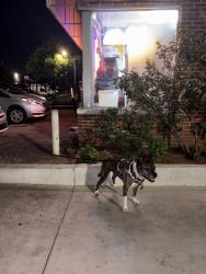 Lost Female Dog last seen By Vasa Fitness and Mazzios Pizza, Oklahoma City, OK 73107