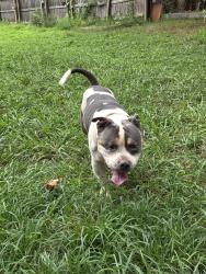 Reunited Male Dog last seen Shadowridge drive off hurt rd, Cobb County, GA 30008