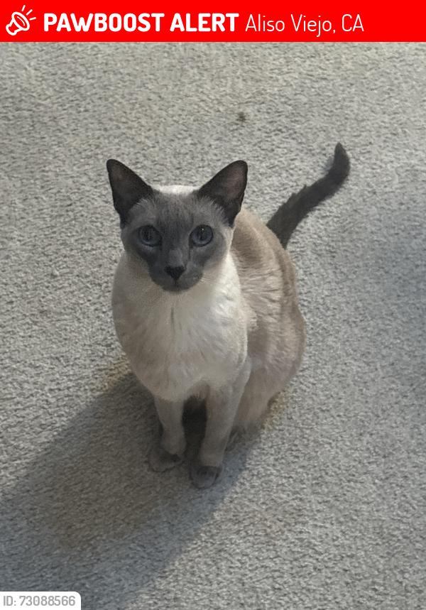 Lost Female Cat last seen The neighborhood right next to the aventine apmt complex, Aliso Viejo, CA 92656