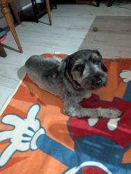 Found/Stray Male Dog last seen Riverland Neighborhood, Fort Lauderdale, FL 33312