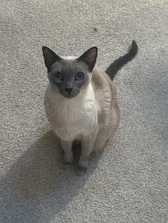 Lost Female Cat last seen The neighborhood right next to the aventine apmt complex, Aliso Viejo, CA 92656