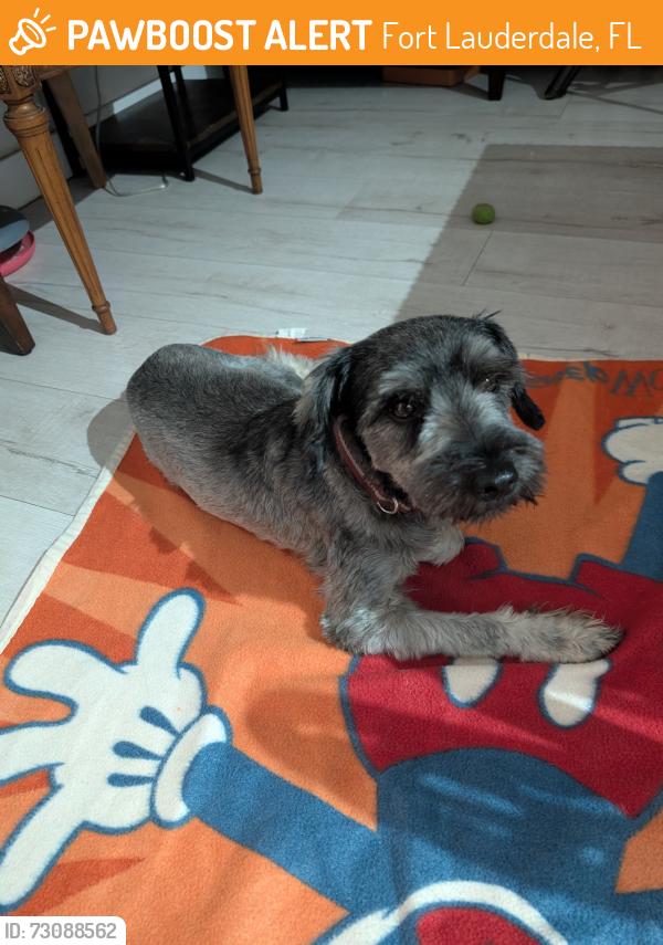 Found/Stray Male Dog last seen Riverland Neighborhood, Fort Lauderdale, FL 33312