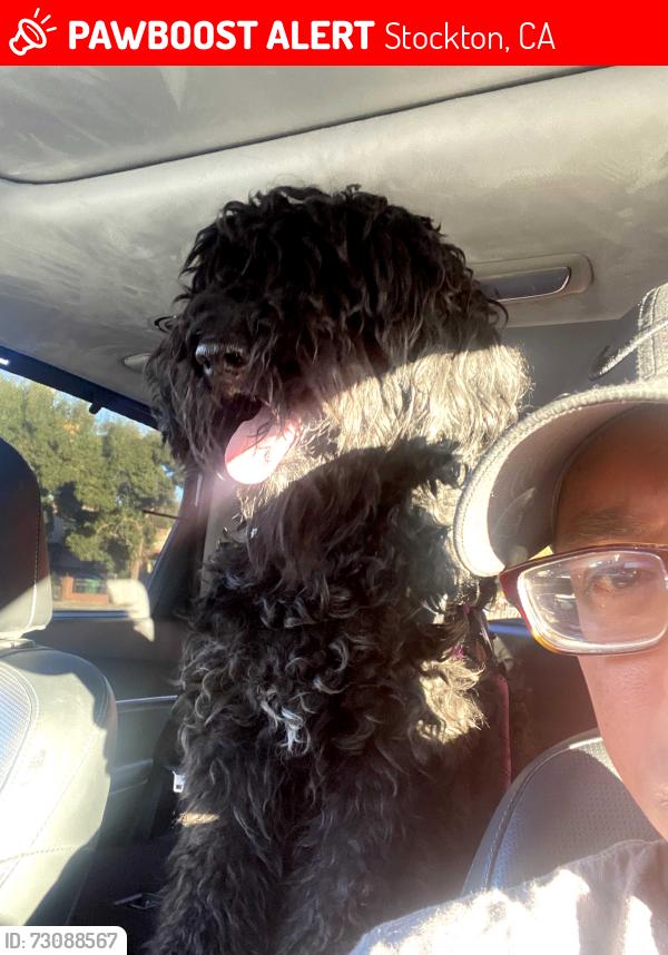 Lost Female Dog last seen Five forks, Stockton, CA 95219