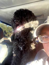 Lost Female Dog last seen Five forks, Stockton, CA 95219
