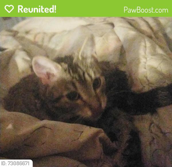 Reunited Female Cat last seen Conley and New Westminster, Vaughan, ON L4J 2T1