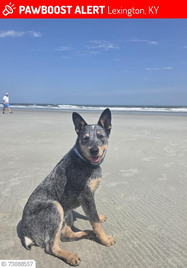 Lost Male Dog last seen Blackford, Winchester Rd and MOW., Lexington, KY 40509