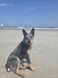 Lost Male Dog last seen Blackford, Winchester Rd and MOW., Lexington, KY 40509