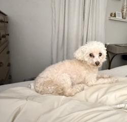 Lost Female Dog last seen Near , Houston, TX 77083