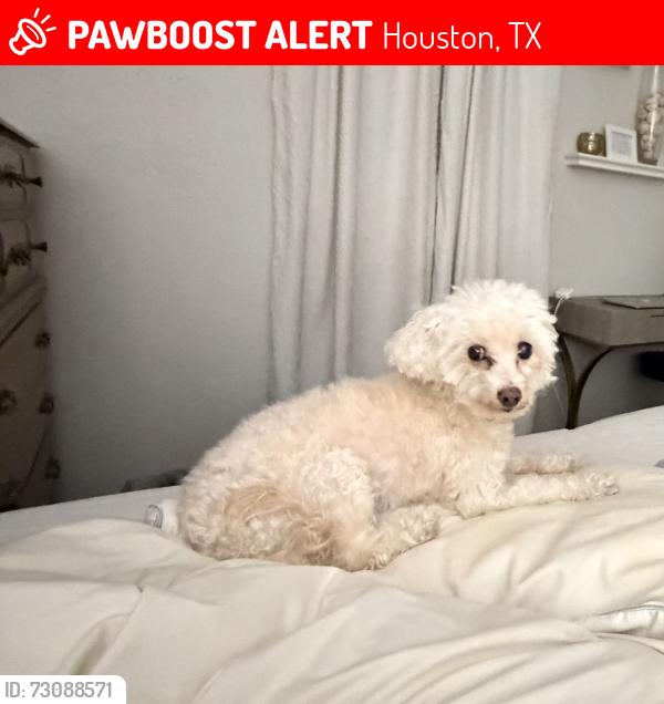 Lost Female Dog last seen Near , Houston, TX 77083