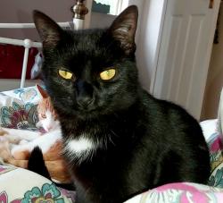 Reunited Female Cat last seen School Road, Tettenhall, England WV6