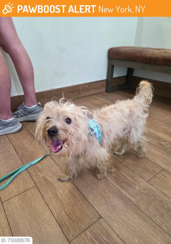 Found/Stray Male Dog last seen 5th avenue and 90th Street, New York, NY 10024