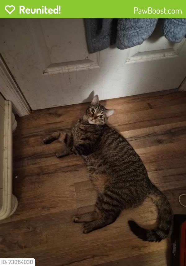 Reunited Male Cat last seen Mifflin st and  south ann , Lancaster, PA 17602